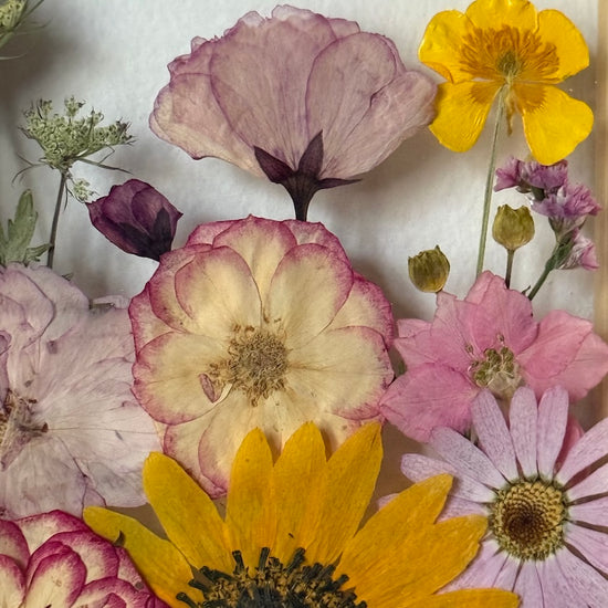 Pryskyřníček jako majáček