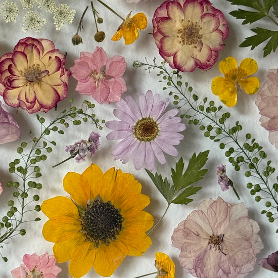 Pryskyřníčkové opojení