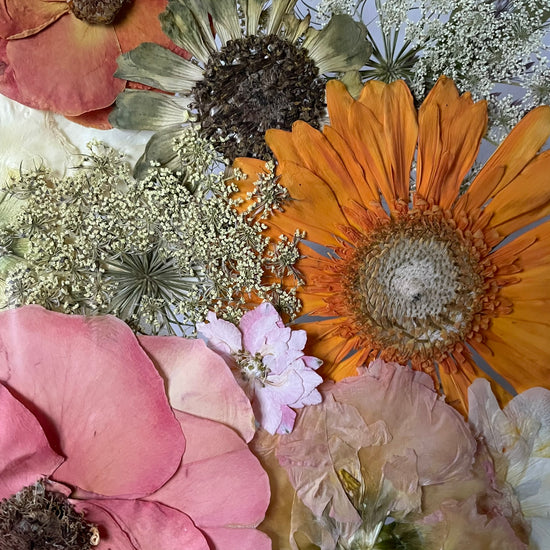 Růže mezi dimenzemi