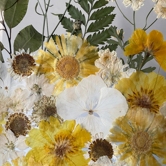 Měsíček lékařský žlutavý