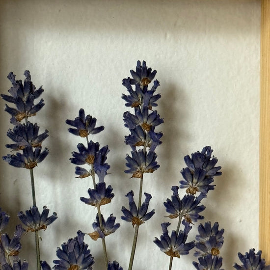 Levandule z Křivoklátska