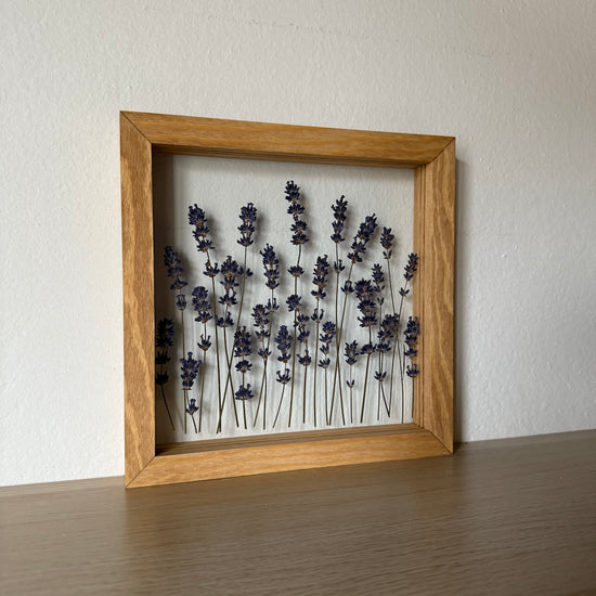 Křivoklátské levandulky