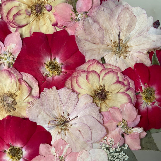 Plameňák růžičkový