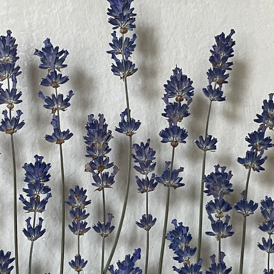 Jsi má levandulová