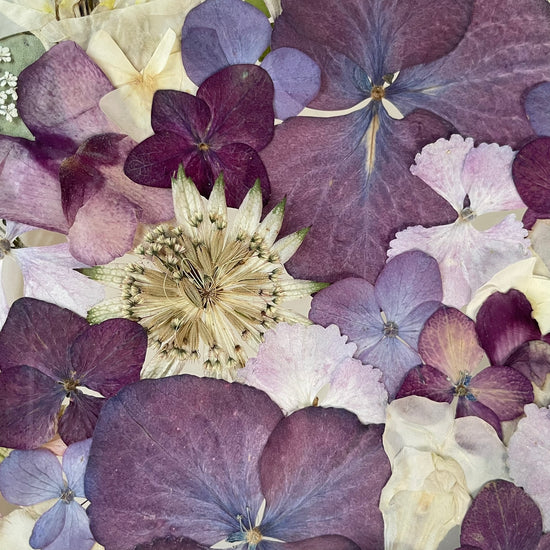 Křídla nočních motýlů