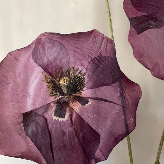 Vínové makové královny