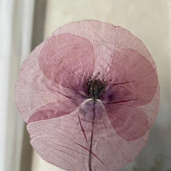 Šum makových křídel