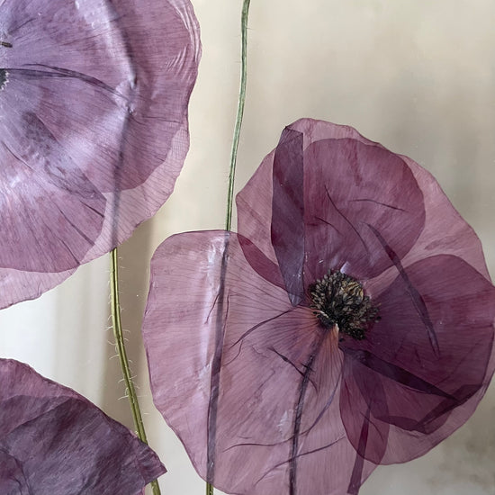 Na křídlech makových víl