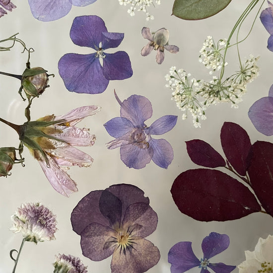 Procházka borůvčím