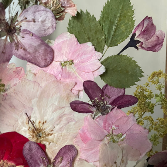 Když se stydí růžička