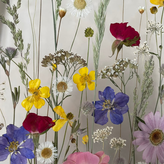 Jako struny lučních houslí