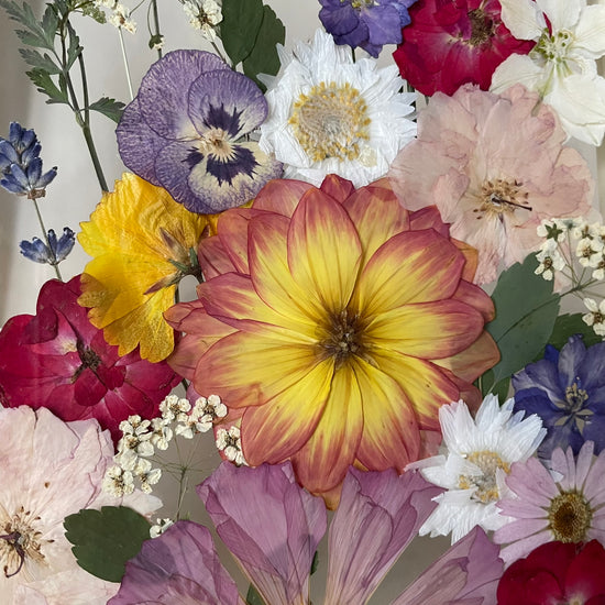 Pralesníček barevníček