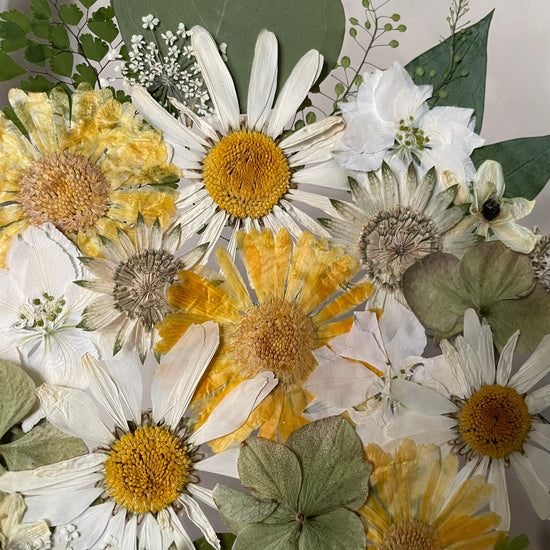 Kopretinky sluncem zalité