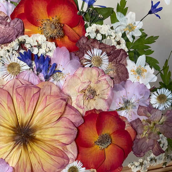 Růžičky jako sluncem políbené