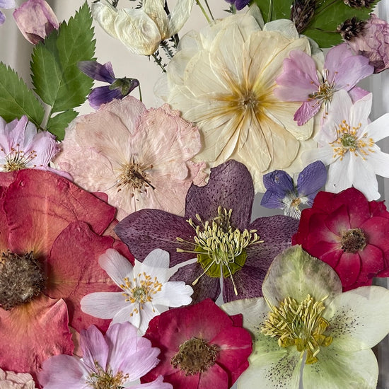 O červených růžích